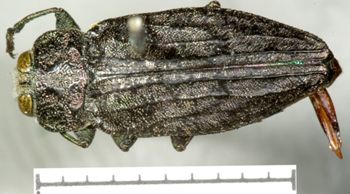 Media type: image;   Entomology 2697 Aspect: habitus dorsal view